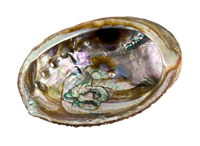 Abalone Shell Wholesale